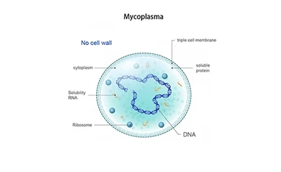 Mikoplazma tuberkuloza je veoma rasprostranjena. Evo strategije prevencije i ...